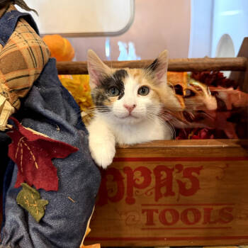 Rescue Domestic Long Hair Cats for Adoption in San Jacinto, California - Pecan | PetCurious