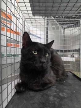 Jukebox -  Domestic Short Hair Cat for Adoption in Sevierville, Tennessee - Jukebox | PetCurious