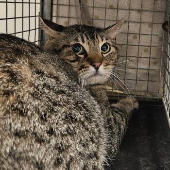 American Shorthair Cats Available for Adoption in Lake Jackson, Texas - Hanson | PetCurious