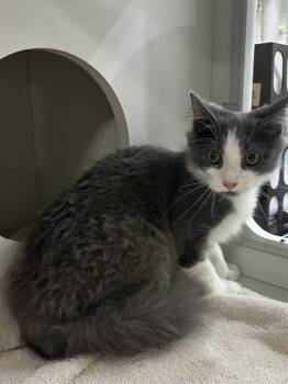 DAXTON -  Domestic Medium Hair Cat for Adoption - DAXTON | PetCurious