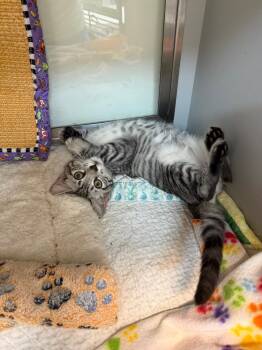 Rescue Domestic Short Hair Cats for Adoption in Miami Beach, Florida - Puddingcup | PetCurious