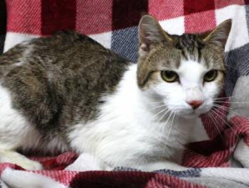 Domestic Short Hair Cats Available for Adoption in Thief River Falls, Minnesota - Elif | PetCurious