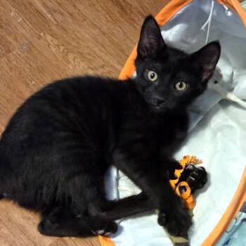 Alice -  Domestic Short Hair Cat for Adoption - Alice | PetCurious