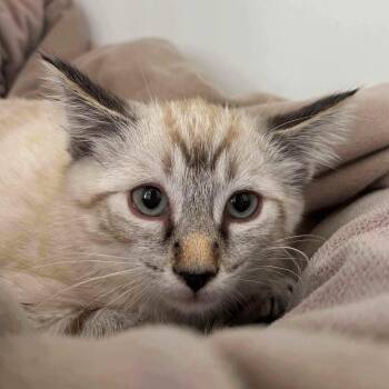 Joshua -  Domestic Short Hair Cat for Adoption in Oakland, California - Joshua | PetCurious