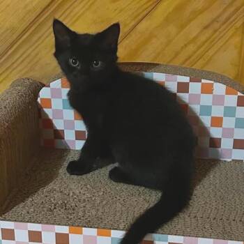 Jaguar -  Domestic Short Hair Cat for Adoption in Jacksboro, Tennessee - Jaguar | PetCurious