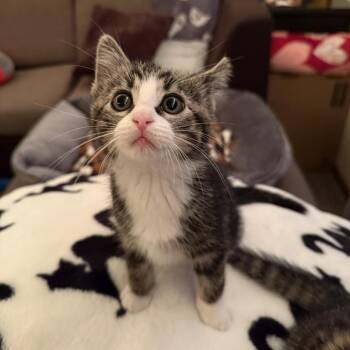 Domestic Short Hair Cats Available for Adoption in Dekalb, Illinois - Badger | PetCurious