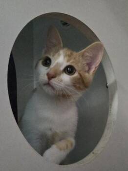 Little Baby -  Domestic Short Hair Cat for Adoption in Savannah, Georgia - Little Baby | PetCurious