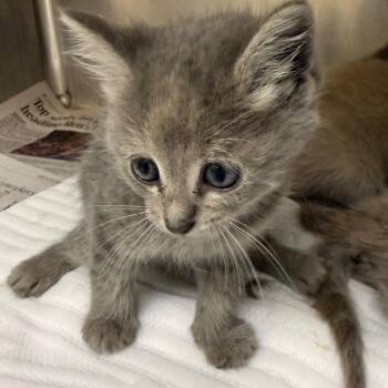 Eros (zebra collar) -  Domestic Short Hair Cat for Adoption in Raleigh, North Carolina - Eros (zebra Collar) | PetCurious