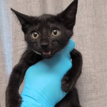 Rain Cloud -  Domestic Short Hair Cat for Adoption in Hattiesburg, Mississippi - Rain Cloud | PetCurious