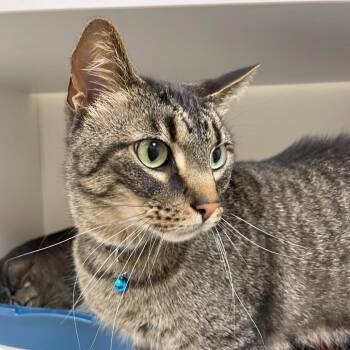 Domestic Short Hair Cats Available for Adoption in Champaign, Illinois - Quill | PetCurious