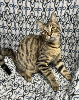 Rescue Domestic Short Hair Cats for Adoption in Lake City, Michigan - 6749 (Merlin) | PetCurious