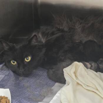 MISS MOMMAS -  Domestic Long Hair Cat for Adoption in St. Louis, Missouri - MISS MOMMAS | PetCurious