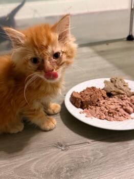 *Eugene -  Domestic Medium Hair Cat for Adoption in Newnan, Georgia - *Eugene | PetCurious