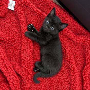 Pepper -  Domestic Short Hair Cat for Adoption in Tustin, California - Pepper | PetCurious