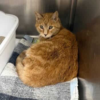 Crookshanks -  Domestic Short Hair Cat for Adoption in Peoria, Illinois - Crookshanks | PetCurious