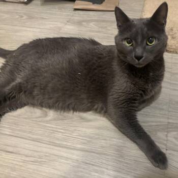 Domestic Short Hair Cats Available for Adoption in Downers Grove, Illinois - Eefer | PetCurious