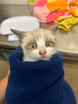 Cleo -  Domestic Short Hair Cat for Adoption in Fruit Heights, Utah - Cleo | PetCurious