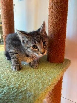 Goober -  Domestic Short Hair Cat for Adoption in Scottsbluff, Nebraska - Goober | PetCurious