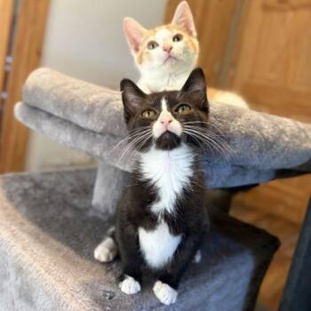 Gizmo -  Tuxedo and Domestic Short Hair Cat for Adoption in Knoxville, Tennessee - Gizmo | PetCurious