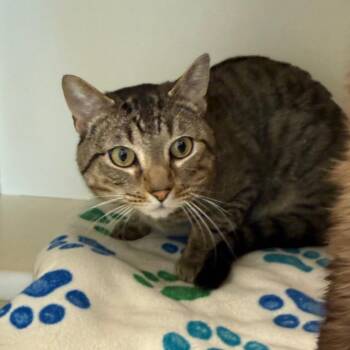 Cody -  Domestic Short Hair Cat for Adoption in Port Angeles, Washington - Cody | PetCurious