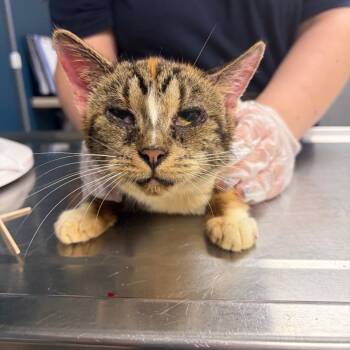 Hoagie -  Domestic Short Hair Cat for Adoption in Newark, New Jersey - Hoagie | PetCurious