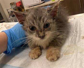 MYRTLE -  Domestic Short Hair Cat for Adoption in Baytown, Texas - MYRTLE | PetCurious
