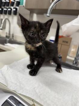 SONIA -  Domestic Short Hair Cat Available for Adoption in Baytown, Texas - SONIA | PetCurious