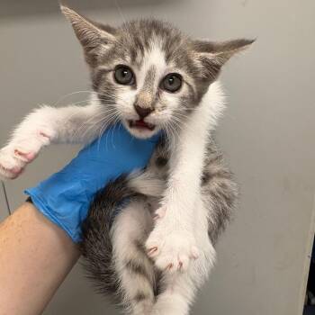 Burrito -  Domestic Short Hair Cat for Adoption in Columbiana, Alabama - Burrito | PetCurious