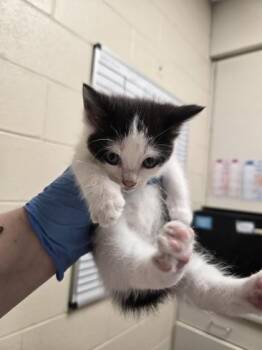 Moonstone -  Domestic Short Hair Cat for Adoption in Westland, Michigan - Moonstone | PetCurious