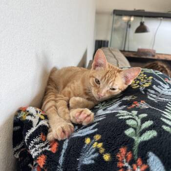 Rescue Domestic Short Hair Cats for Adoption in Crowley, Texas - Orange Crush | PetCurious