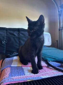 Domestic Short Hair Cats Available for Adoption - Kane | PetCurious