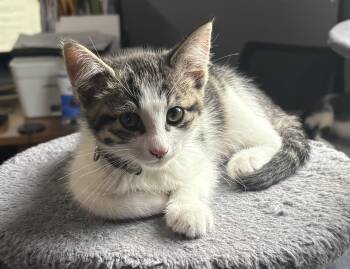 Theodore -  Tabby Cat for Adoption in Macomb, Michigan - Theodore | PetCurious