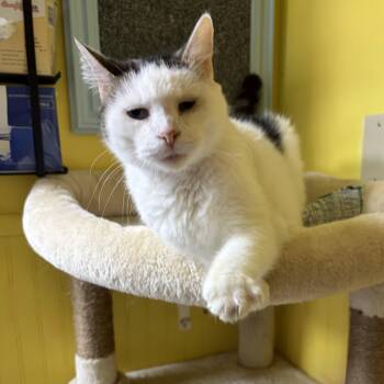 Crater -  Domestic Short Hair Cat for Adoption in Cortland, New York - Crater | PetCurious