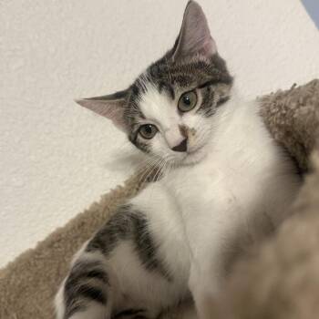 Coral -  Domestic Short Hair Cat for Adoption in Layton, Utah - Coral | PetCurious