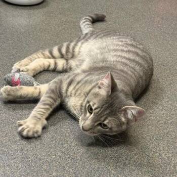 Domestic Short Hair Cats Available for Adoption - Sushi | PetCurious