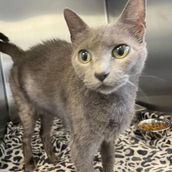 Striper -  Domestic Short Hair Cat for Adoption in Gloucester, Virginia - Striper | PetCurious