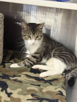 Domestic Short Hair Cats Available for Adoption in Magnolia, Texas - Benny | PetCurious