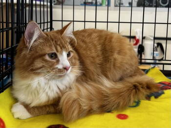 Rescue Maine Coon Cats for Adoption in Riverside, California - Aslan | PetCurious