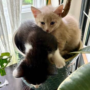 C&B: Beetle -  Domestic Short Hair Cat for Adoption in Falls Church, Virginia - C&B: Beetle | PetCurious