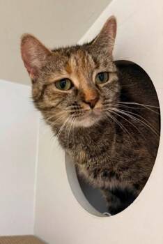 Rainbow Brite -  Domestic Short Hair Cat for Adoption in Fairfax, Virginia - Rainbow Brite | PetCurious