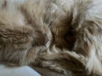 Koga -  Persian and Domestic Long Hair Cat for Adoption in Phoenix, Arizona - Koga | PetCurious