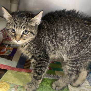 Rescue Domestic Medium Hair Cats for Adoption in Durango, Colorado - Huey | PetCurious