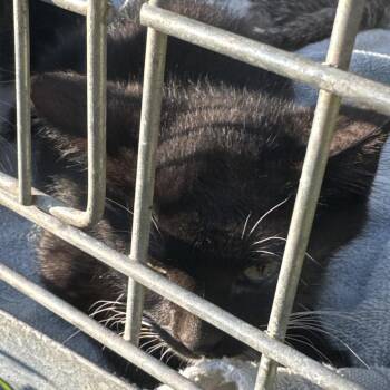 Bird boy -  Domestic Short Hair Cat Available for Adoption in West Plains, Missouri - Bird Boy | PetCurious