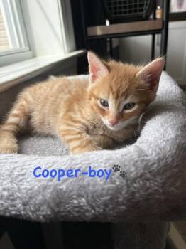 Cooper (Barto Braves Litter) -  Domestic Short Hair Cat for Adoption in Telford, Pennsylvania - Cooper (Barto Braves Litter) | PetCurious