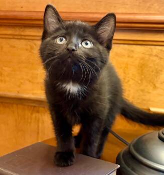 Peggy -  Domestic Short Hair Cat for Adoption in Columbia, Illinois - Peggy | PetCurious
