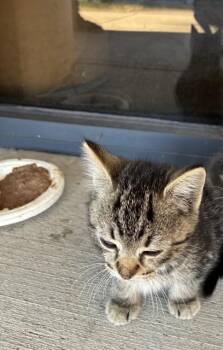 A378154 -  Domestic Short Hair Cat for Adoption in Stockton, California - A378154 | PetCurious
