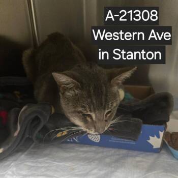 Domestic Short Hair Cats Available for Adoption in Westminster, California - WAGS-Stray-21308 | PetCurious