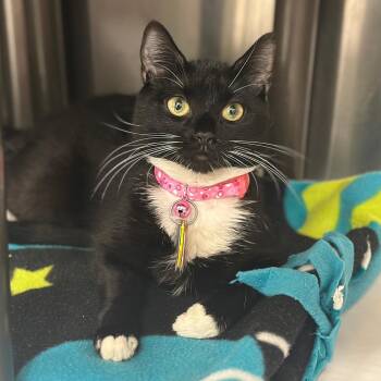 Ally -  Domestic Short Hair Cat for Adoption in Port Washington, New York - Ally | PetCurious