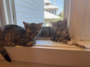 Iggy -  Domestic Short Hair and Tabby Cat for Adoption in Emerald Isle, North Carolina - Iggy | PetCurious