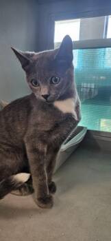 Smokey -  Domestic Short Hair Cat for Adoption in Edgewood, New Mexico - Smokey | PetCurious